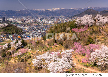 Hanamiyama 14382699