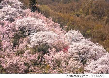 Hanamiyama Hanamiyama 14382700