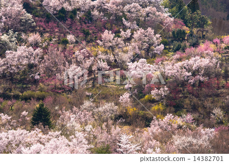 Hanamiyama Hanamiyama 14382701