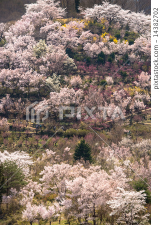 Hanamiyama 14382702