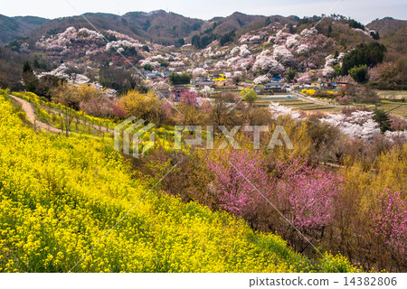 Hanamiyama觀點 14382806