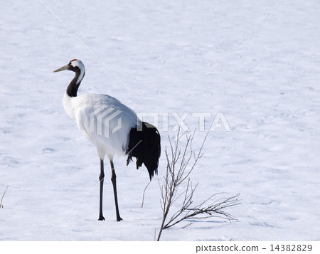 雪原的起重機 14382829
