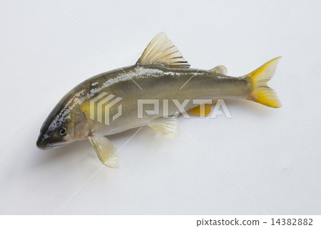 Natural ayu female 23 cm 14382882