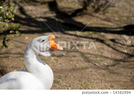 goose 14382894
