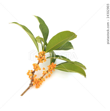 桂花 14382903