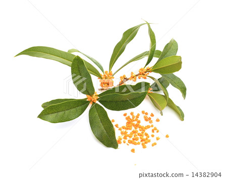 桂花 14382904
