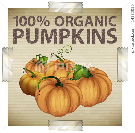 Pumpkin Pumpkin 14383039