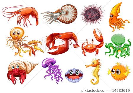 Sea animals 14383619