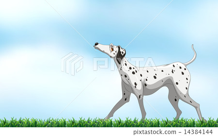 Dalmatian 14384144