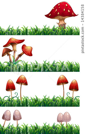 Mushrooms 14384158