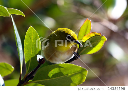 Wild birds Wild birds 14384596