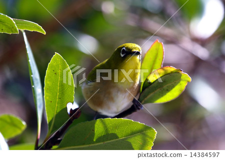 Wild birds Wild birds 14384597