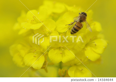 Bee and Rape Blossoms Bee and Rape Blossoms 14384644