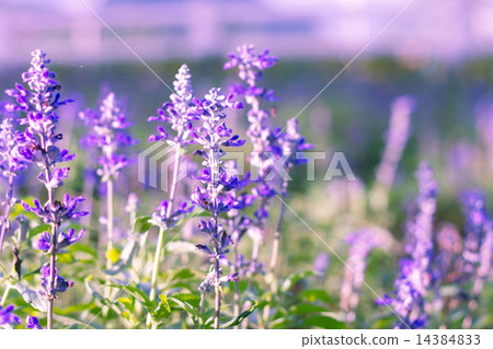 Beautiful spring background with Salvia farinacea  14384833