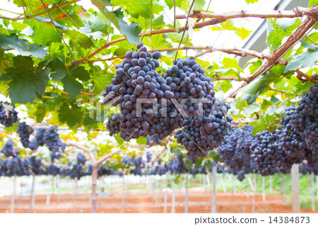 Bunche of blue grapes on vine Bunche of blue grapes on vine 14384873