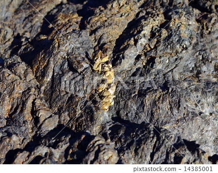 落葉貝類 落葉貝類 14385001