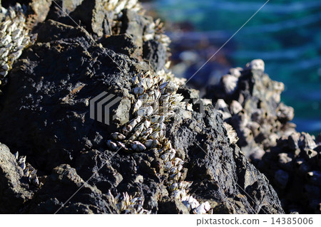 落葉貝類 落葉貝類 14385006