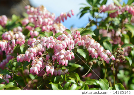 Akebono Abebi (Akebono-dori) 14385145