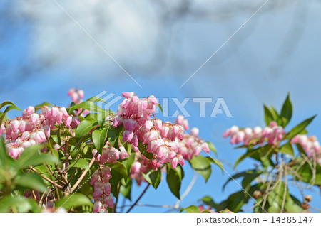 Akebono Abebi（Akebono-dori） 14385147
