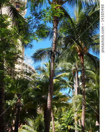 Hawaii palm trees 14385498