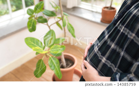 孕婦圖像 孕婦圖像 14385759