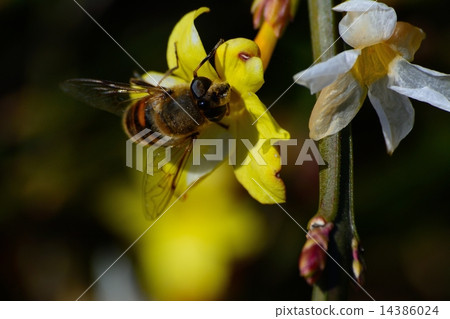 Bee pollinates yellow and white flowers Bee pollinates yellow and white flowers 14386024