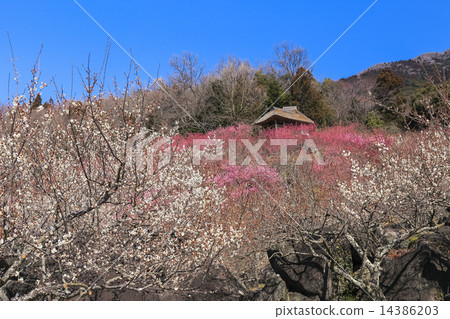 Tsukuba Bairin 6 14386203