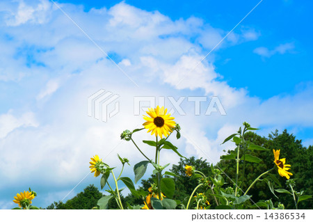 Sunflowers and Summer Blue Sky Sunflowers and Summer Blue Sky 14386534