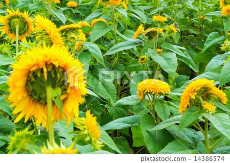 Tohoku Yae sunflower, sunflower, sunflower Tohoku Yae sunflower, sunflower, sunflower 14386574