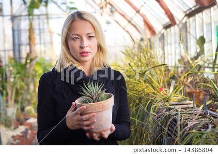 Florists woman working in greenhouse.  14386804