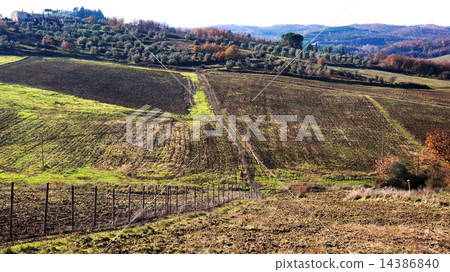 .Wineyard in the winter ..... 14386840