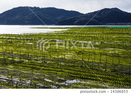 海藻養殖 14386853
