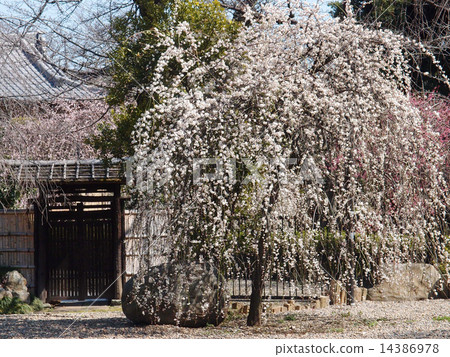 Izumiyama lodging at Renkakuji Temple 2 14386978