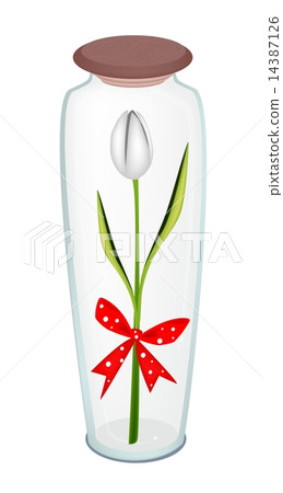 Fresh White Tulip with Red Ribbon in Glass Bottle Fresh White Tulip with Red Ribbon in Glass Bottle 14387126