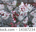 梅花 14387234
