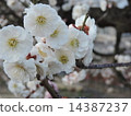 梅花 14387237