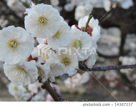 梅花 14387237