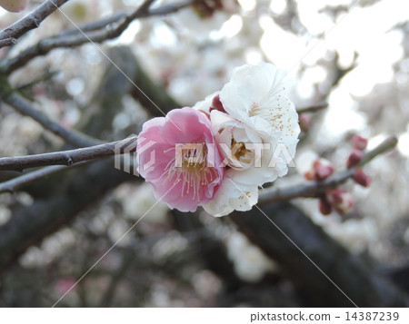 Genpei bloom 14387239