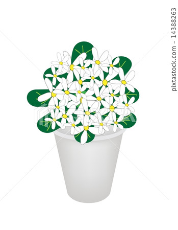 Beautiful Hydrangea Flower in A Flowerpot Beautiful Hydrangea Flower in A Flowerpot 14388263