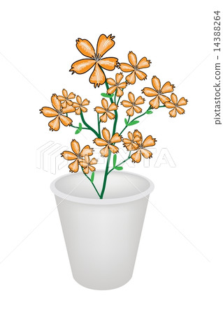 Lovely Orange Cosmos Flowers in A Flowerpot Lovely Orange Cosmos Flowers in A Flowerpot 14388264