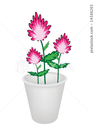 Three Beautiful Pink Flowers in A Flowerpot Three Beautiful Pink Flowers in A Flowerpot 14388265