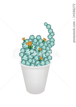 Cactus Plant and Flowers in A Flowerpot 14388272