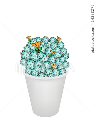Cactus Plant and Flower in A Flowerpot 14388273