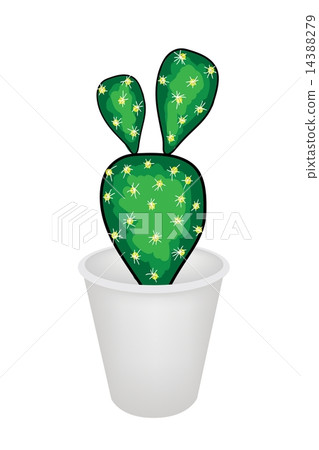 A Cactus Opuntia Microdasys in A Flower Pot A Cactus Opuntia Microdasys in A Flower Pot 14388279