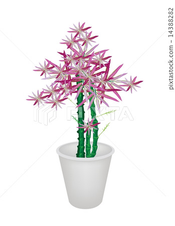 Green Bammboo Tree in A Flower Pot Green Bammboo Tree in A Flower Pot 14388282