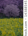 Sakura and Rape Blossoms B 14388545