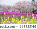 Sakura, Shiba cherry tree, Rape blossom 14388546