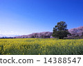 Sakura and rape blossoms C 14388547