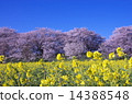 Sakura and rape flower D 14388548