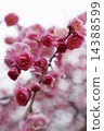 Spring plum c 14388599
